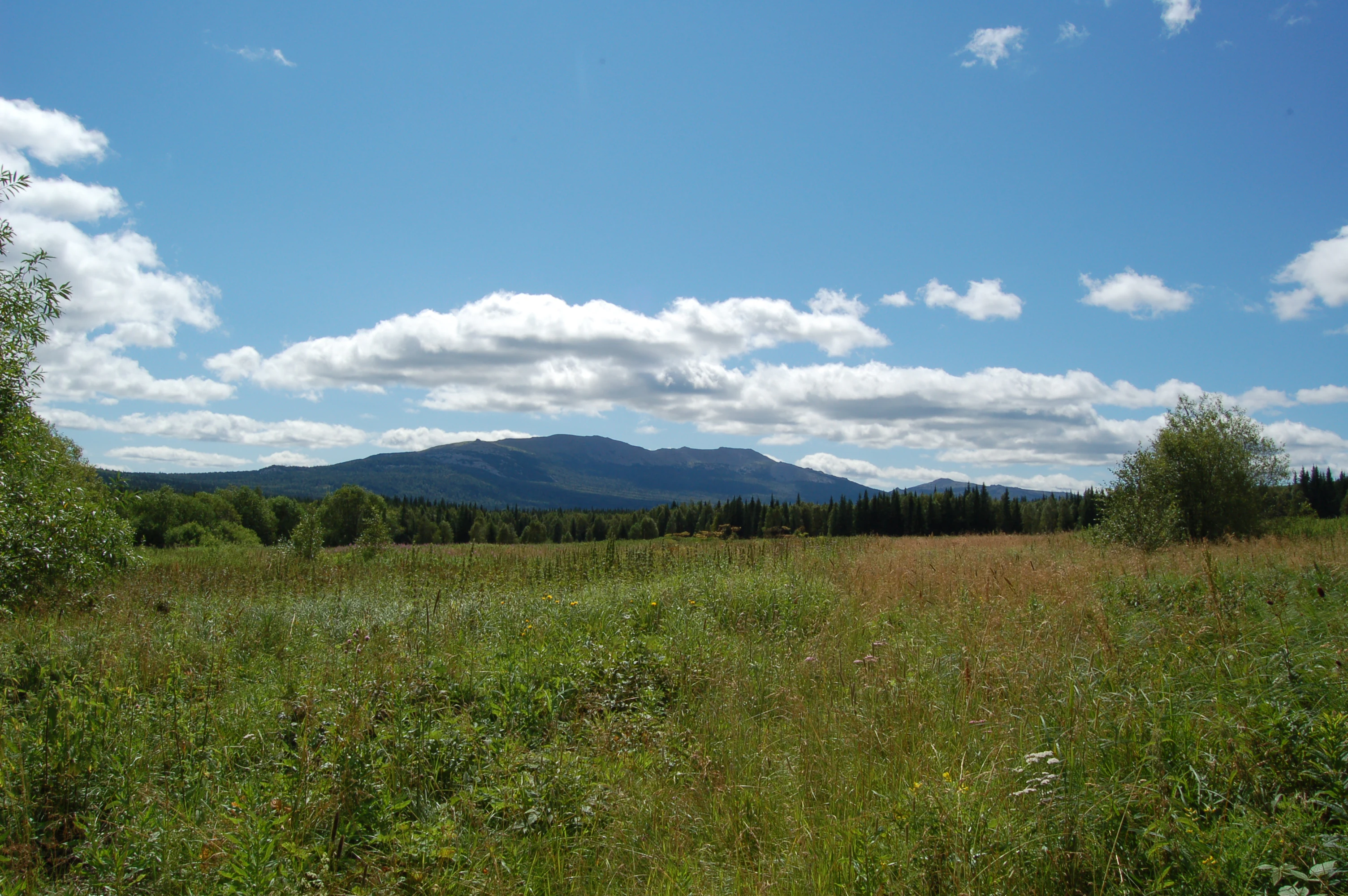 A wide landscape view of a grassy meadow leading to a forested foothills and a distant, dark-colored mountain ridge under a bright blue sky with scattered clouds.