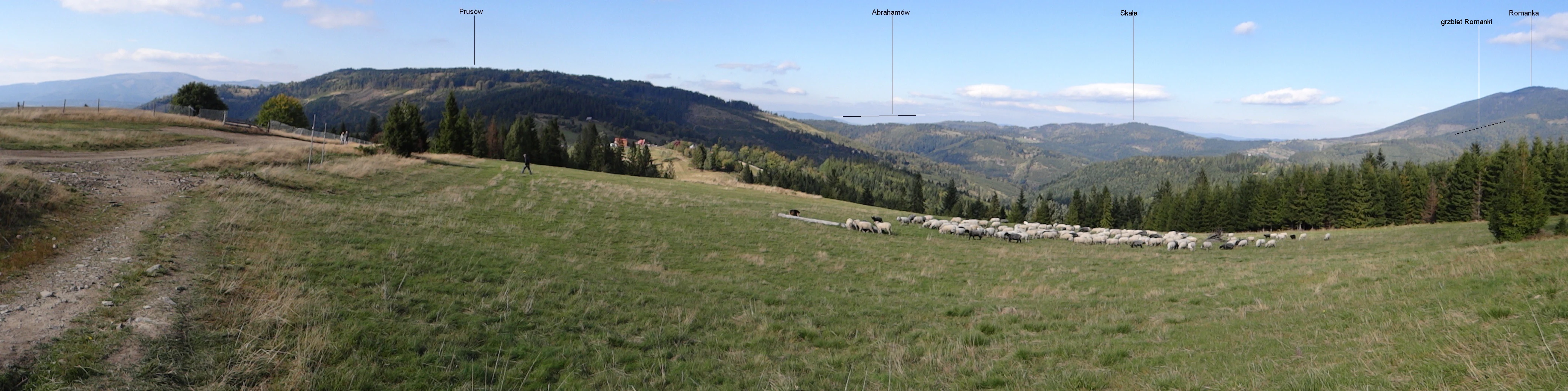 A panoramic photograph of a rolling mountain meadow in the Żywiec Landscape Park, with a flock of sheep grazing in the midground and forest-covered mountains in the background under a blue sky.